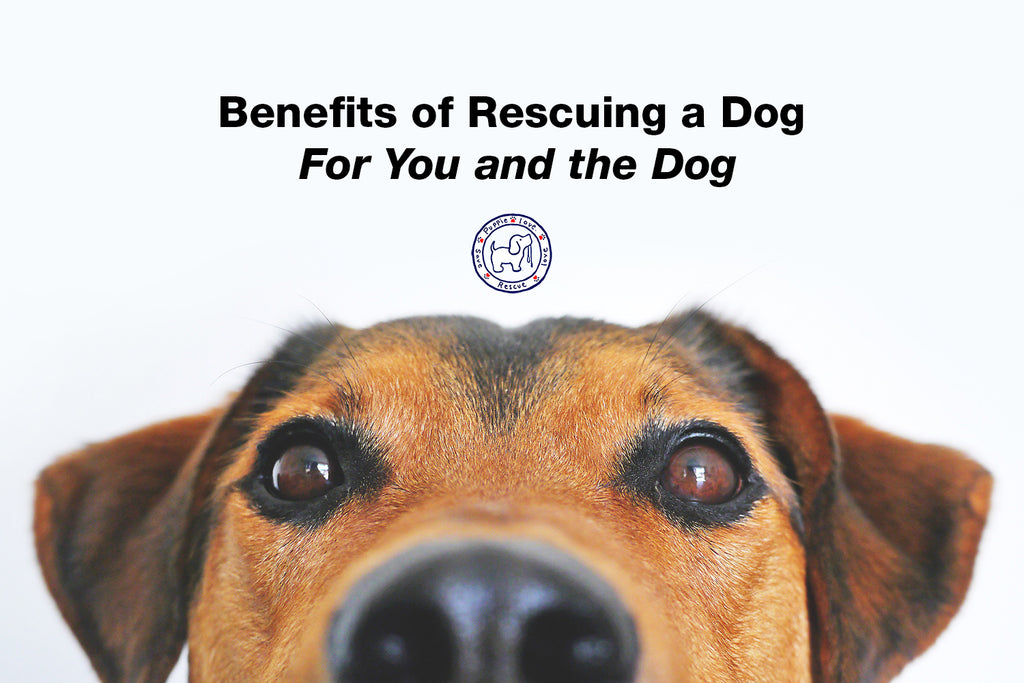 Benefits of Rescuing a Dog; For You and the Dog