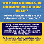 UKRAINIAN SUPPORT PUP, CAROLINA BLUE - Puppie Love