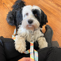 DOG LEASH, AERIAL - Puppie Love