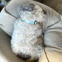 DOG COLLAR, WILDFLOWER - Puppie Love